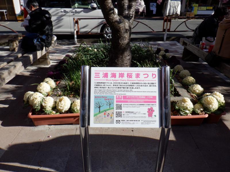 三浦海岸桜まつりの観光解説板が設置されている写真