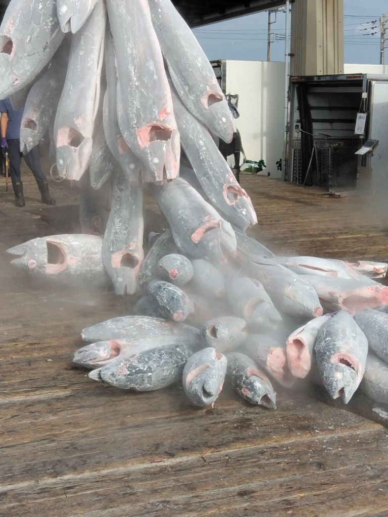 冷凍マグロが並べられている写真