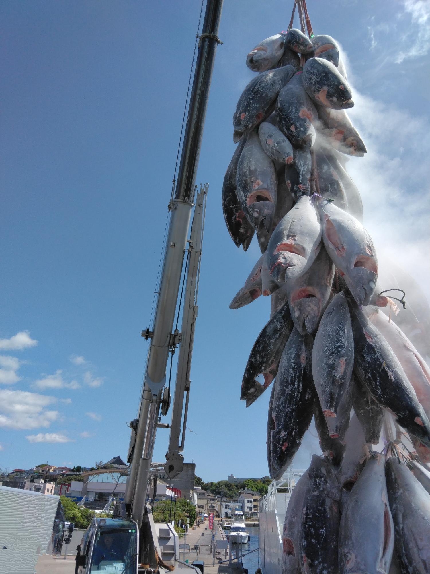 水揚げされたたくさんの冷凍マグロがクレーンで吊るされている写真