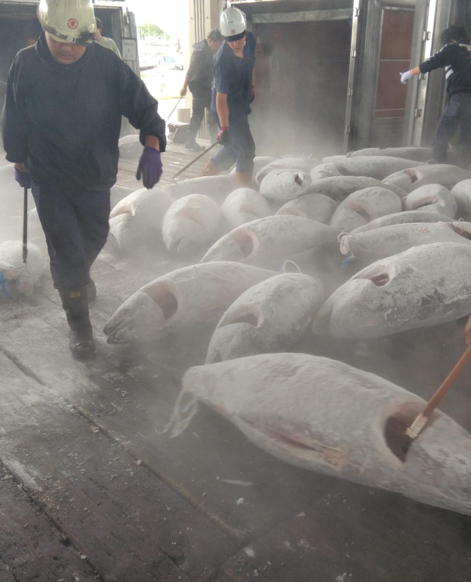 冷凍マグロを運んでいる写真