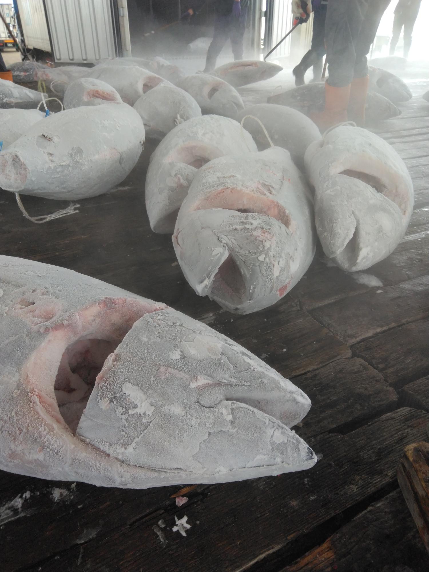木の足場に冷凍マグロがたくさん置かれている写真