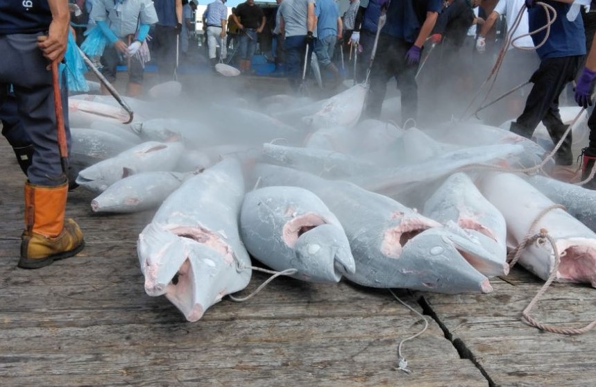 冷凍マグロが並べられている写真