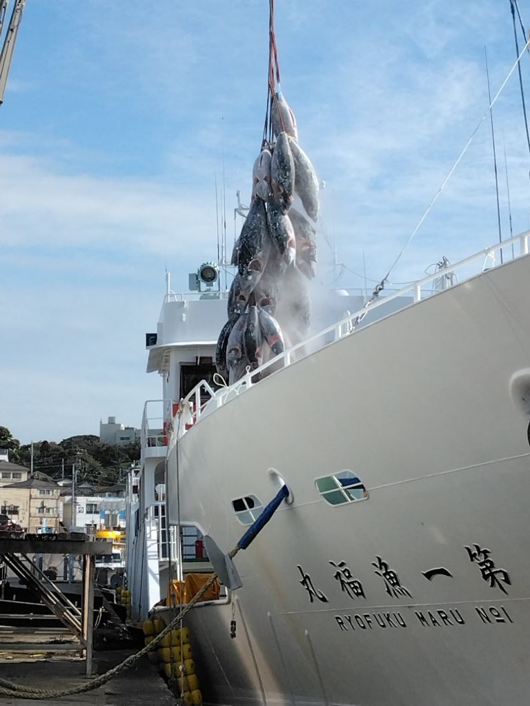 第1漁福丸の船から水揚げされたたくさんの魚が水揚げされている写真
