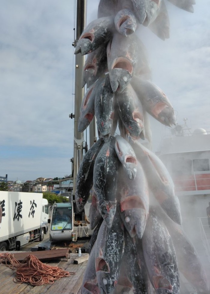 水揚げされたたくさんの魚が運ばれている写真