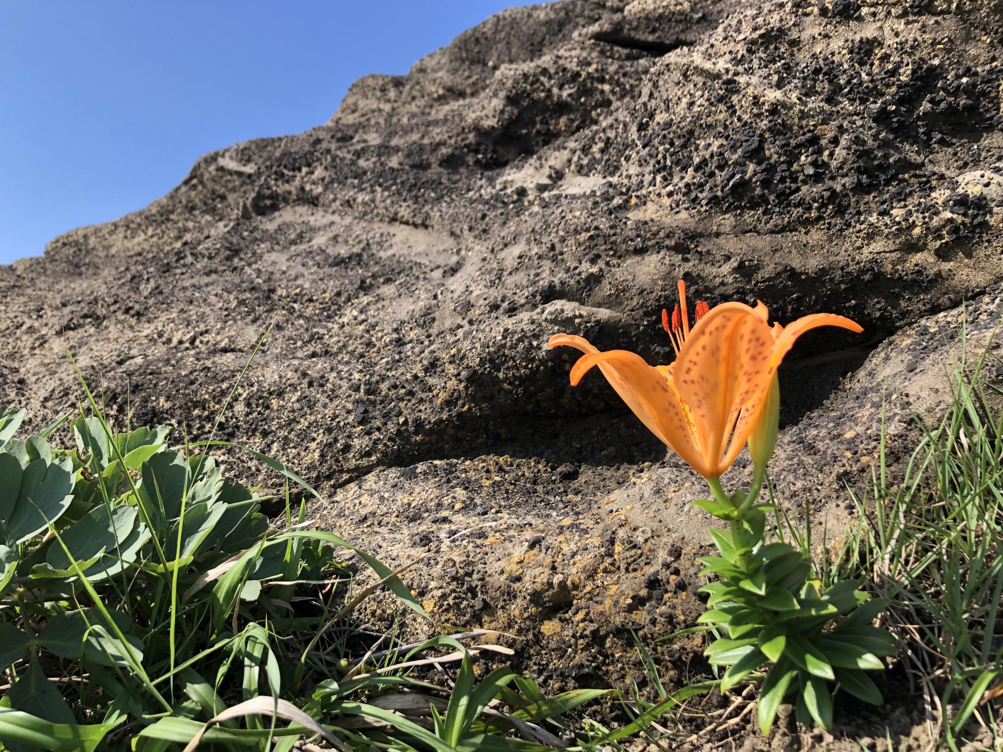 黒崎の鼻に咲く花の写真