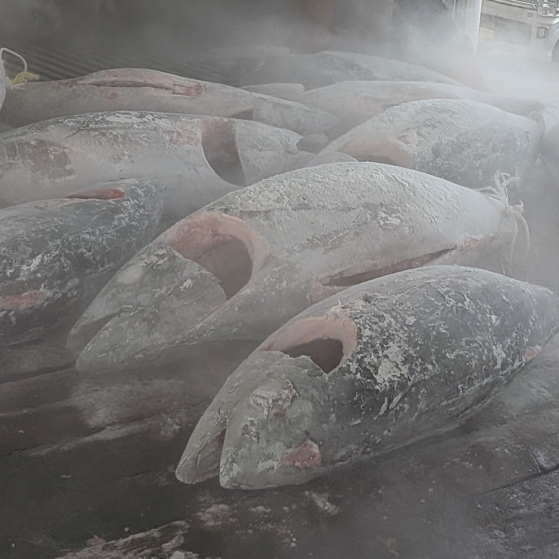 水揚げ3