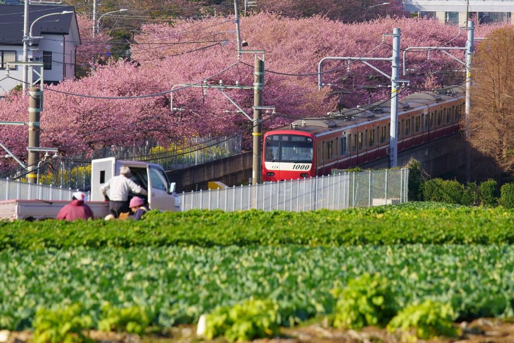 畑の奥を走る電車と満開の桜の画像