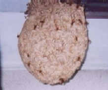 縞模様の茶褐色で球状のスズメバチの巣の写真