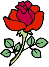 rose