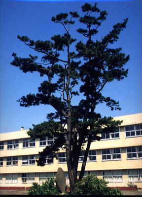 三崎小学校の校舎を背に立つ五常の松の写真