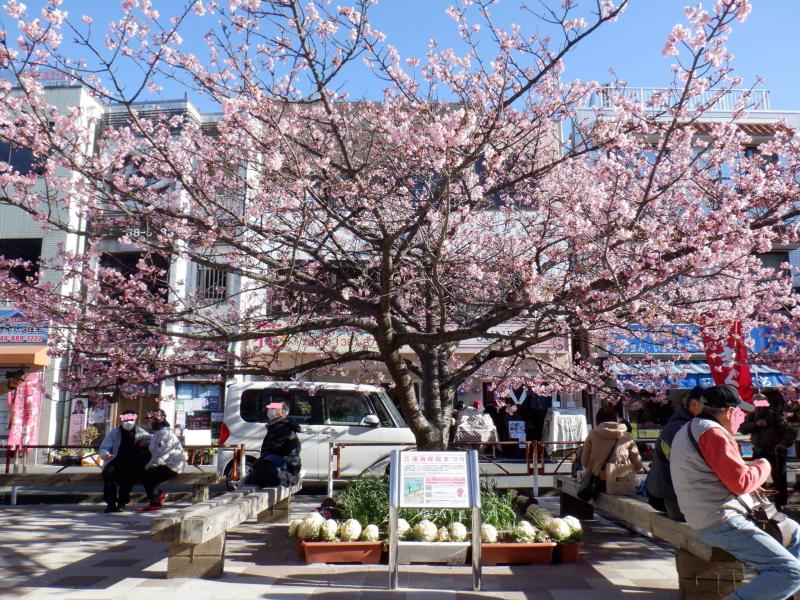 満開の河津桜とその前に観光解説版が設置されている写真