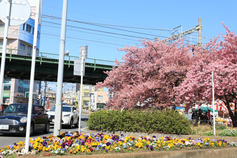 車が通る道路のそばで咲いている桜の写真