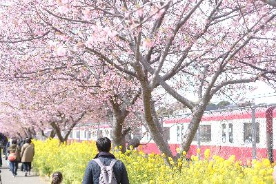 三浦海岸桜まつりイメージ写真