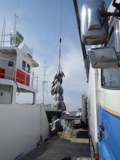 漁船から冷凍マグロがクレーンで吊られている写真