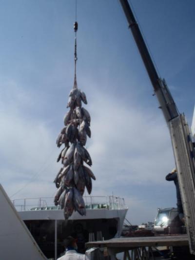 船の上で、冷凍マグロがクレーンで吊られている写真