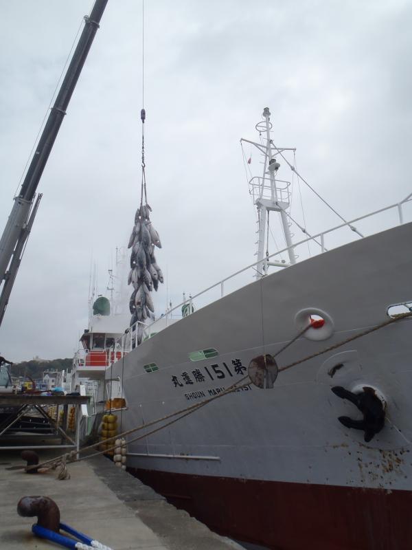 第151勝運丸の漁船とその横で冷凍マグロがクレーンで吊られている写真