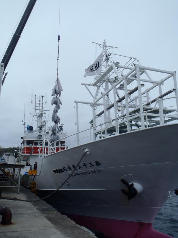第三十五豊進丸の漁船とそこから冷凍マグロがクレーンで吊られている写真