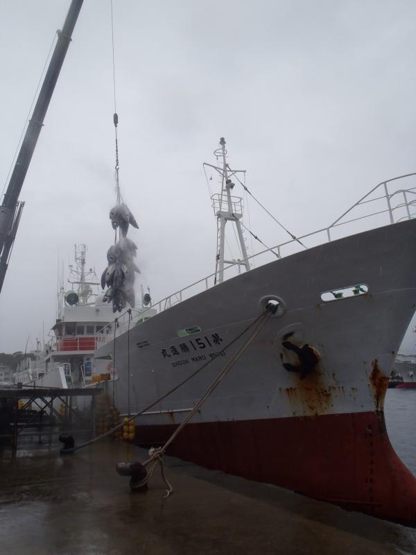 第151勝運丸と書かれた漁船とその横で冷凍マグロがクレーンで吊られている写真
