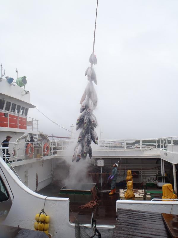 冷凍マグロがクレーンで吊るされて漁船の上に持ち上がっている写真