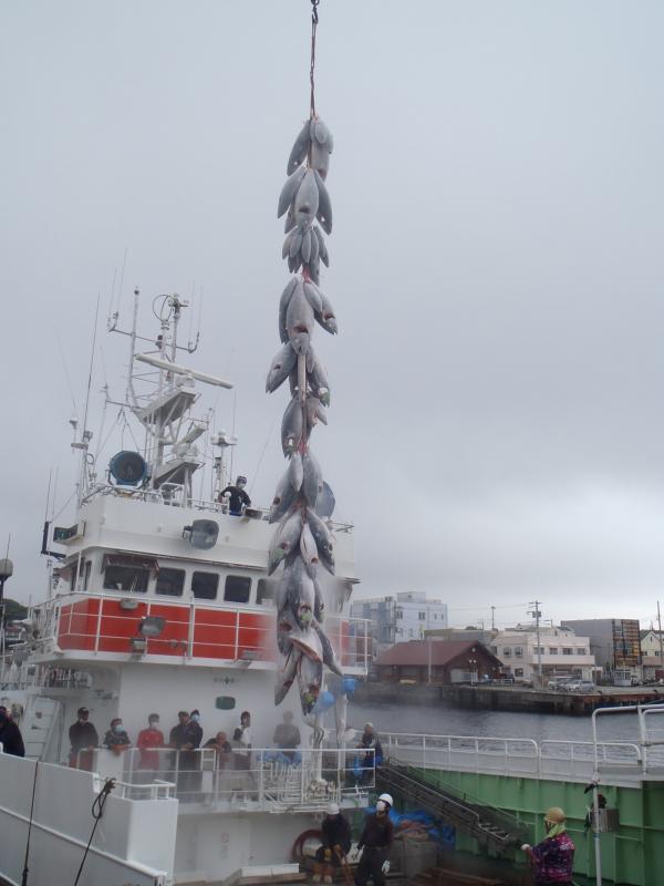 漁船で冷凍マグロがクレーンで吊るされている写真