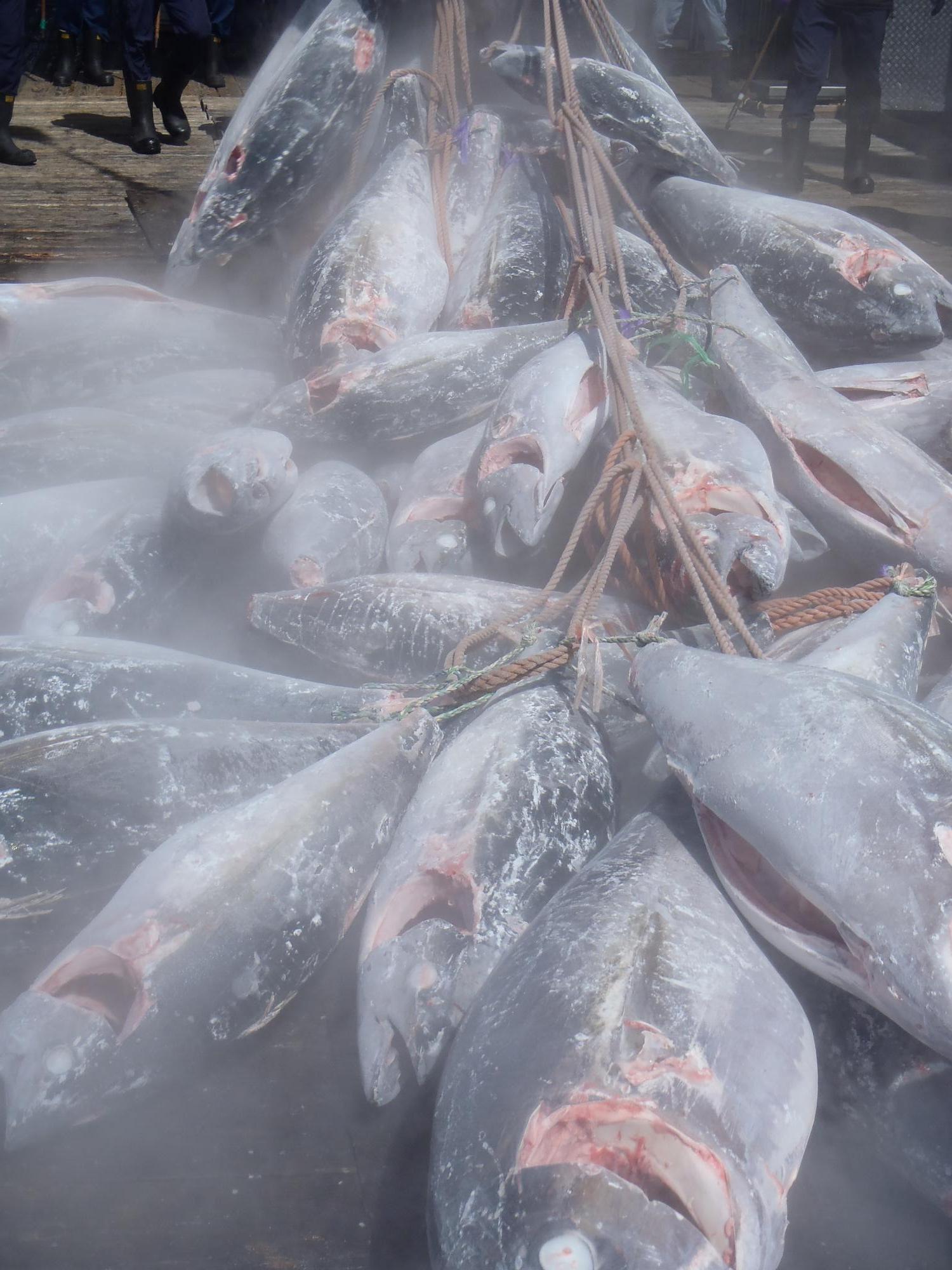 木の足場に冷凍マグロがたくさん置かれている写真