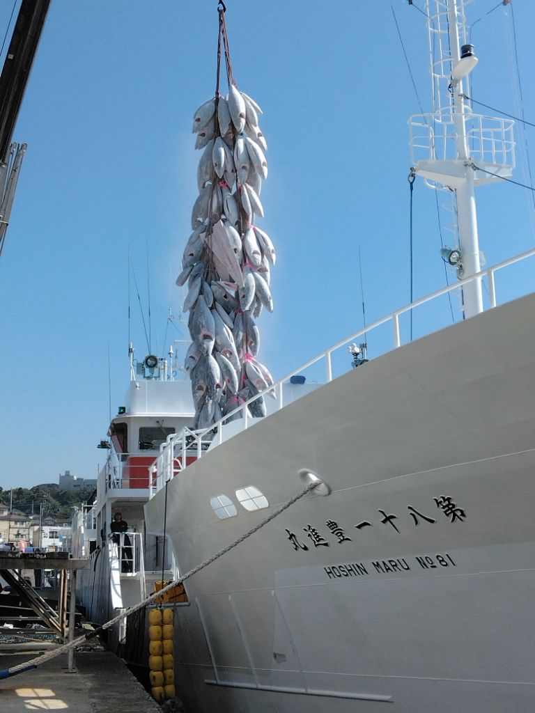 第81豊進丸の船から水揚げされたたくさんの魚が水揚げされている写真