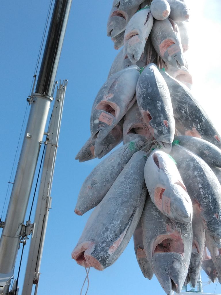 水揚げされたたくさんの魚が運ばれている写真