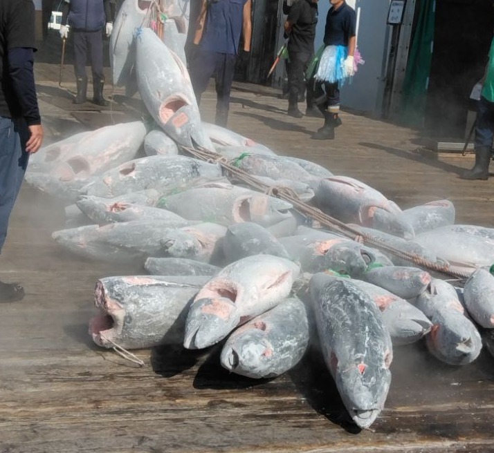 冷凍マグロが並べられている写真