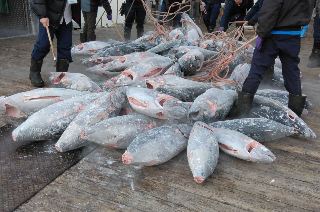 たくさんの魚が取引されている写真