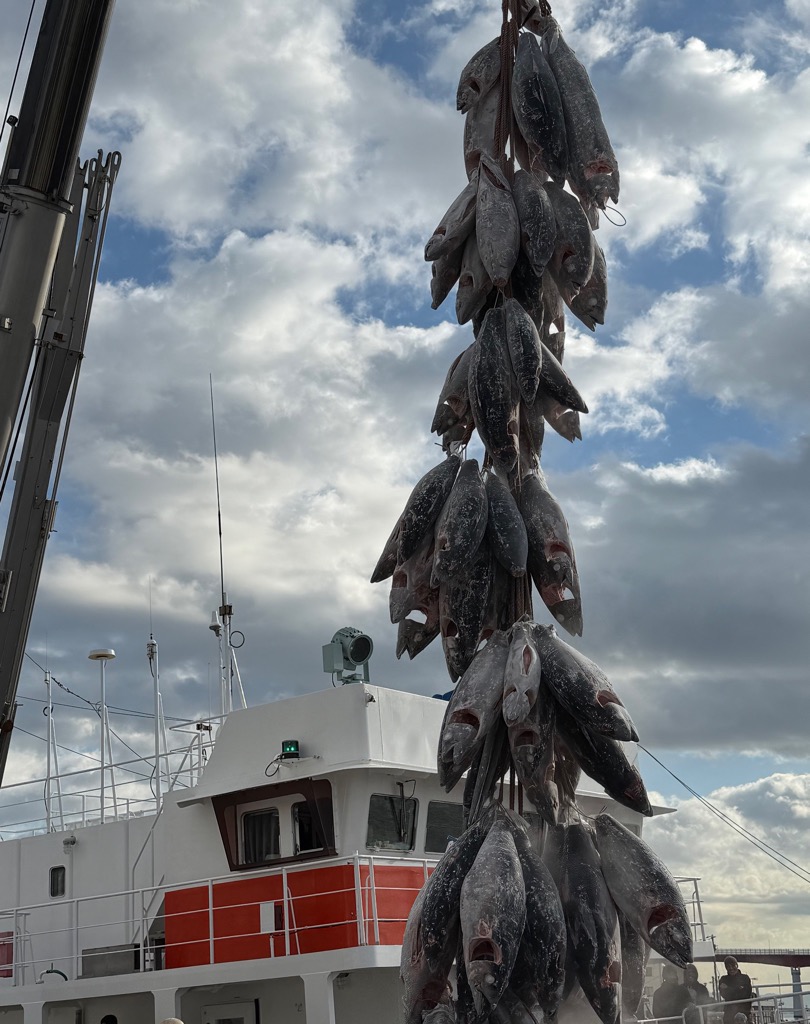 たくさんの魚が運ばれている写真
