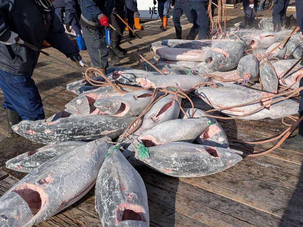 冷凍マグロが並べられている写真