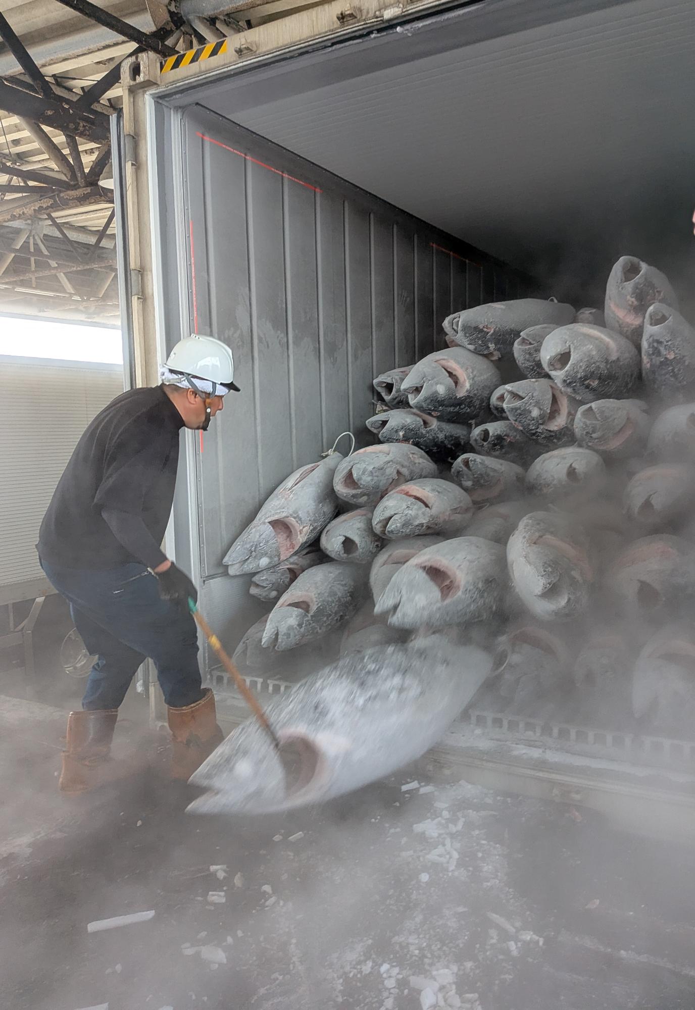 陸送されたたくさんの冷凍マグロが水揚げされている写真