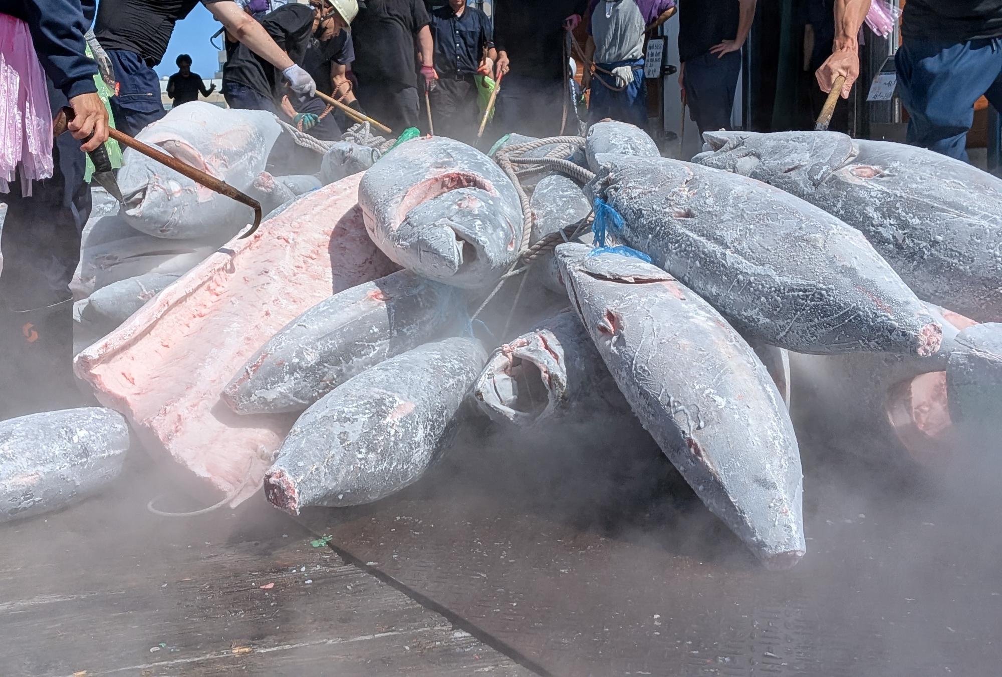 冷凍マグロが並べられている写真