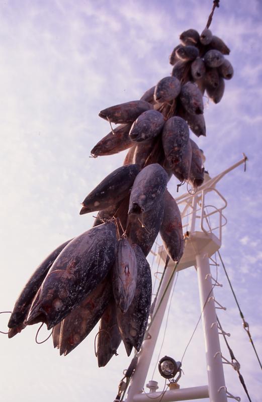 大ぶりのマグロが何段にも束ねられ、吊り上げられている写真
