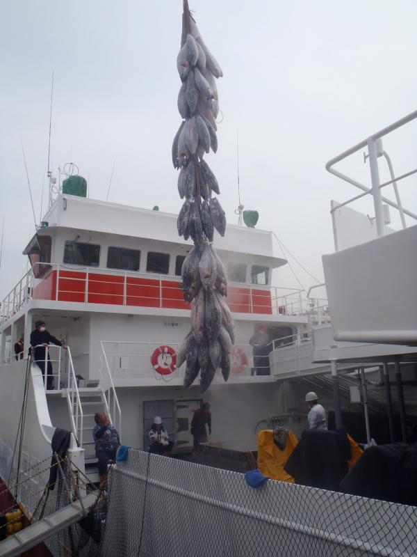 漁船の上で冷凍マグロがクレーンで吊られている写真