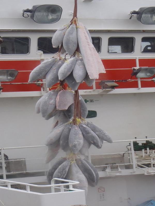 冷凍マグロがクレーンで吊るされて漁船から持ち上がっている写真