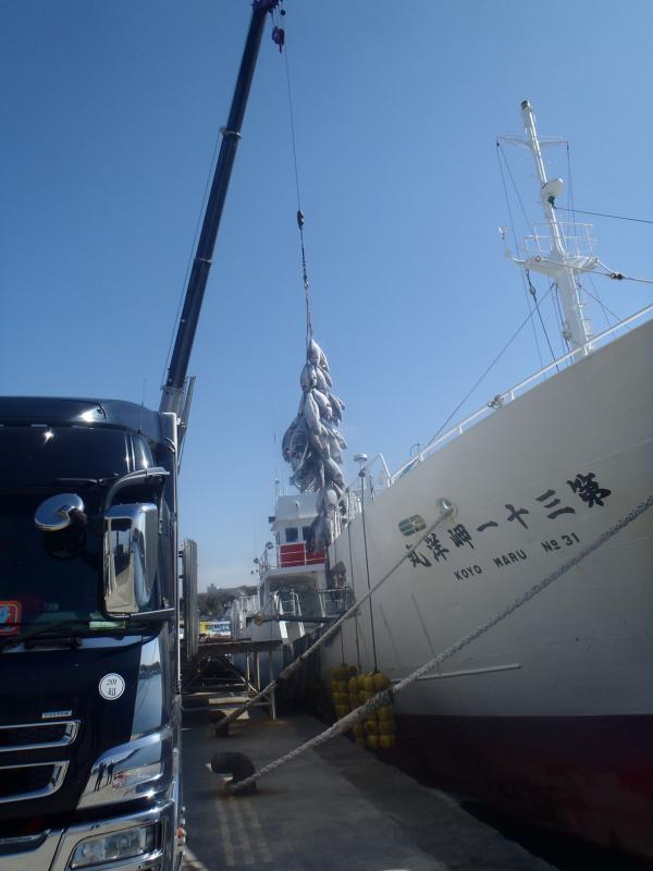 第三十一岬洋丸の漁船とその横で冷凍マグロがクレーンで吊られている写真