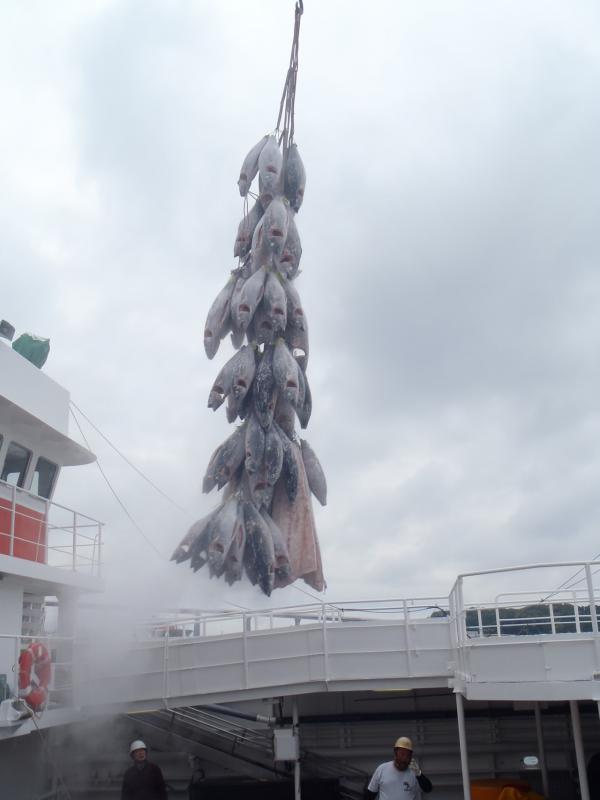 たくさんの冷凍マグロが漁船からクレーンで吊られている写真