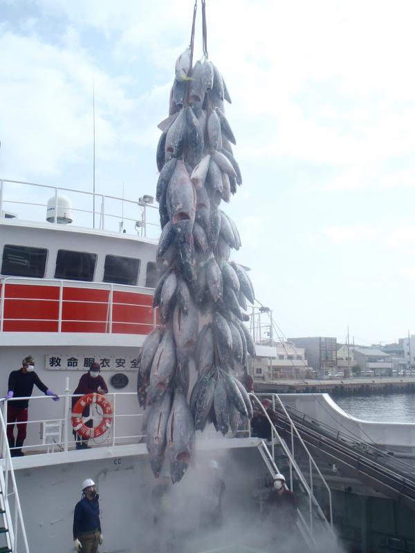 水揚されている大量の冷凍マグロと、漁船からその光景を見守る男性たちの写真