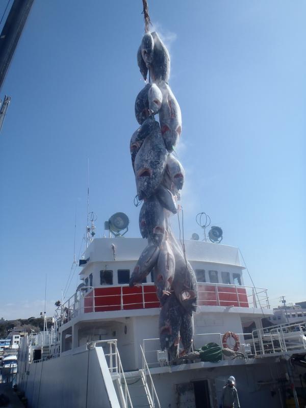 漁船から冷凍マグロがクレーンで吊られて運ばれる写真