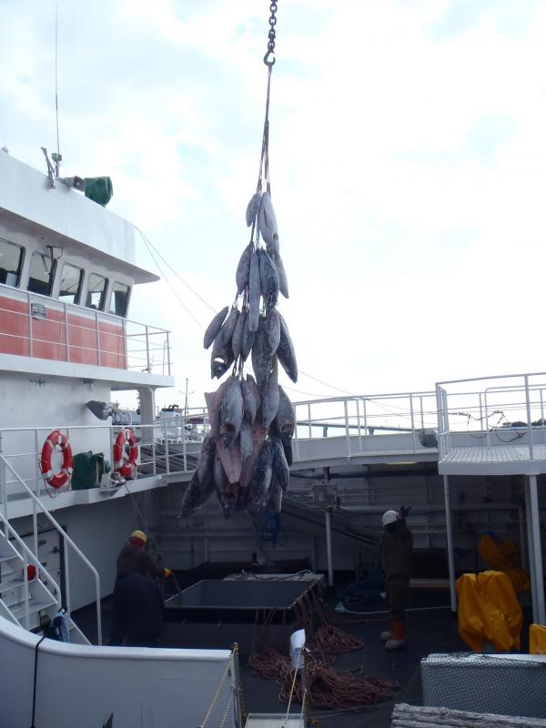 第1勝運丸の漁船から冷凍マグロが吊られている写真