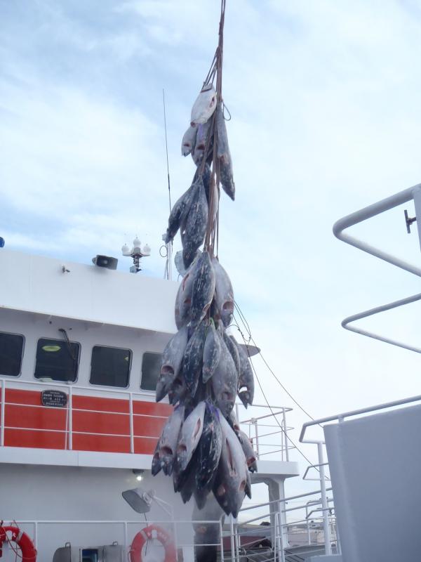 たくさんの冷凍マグロが漁船の上で吊られている写真