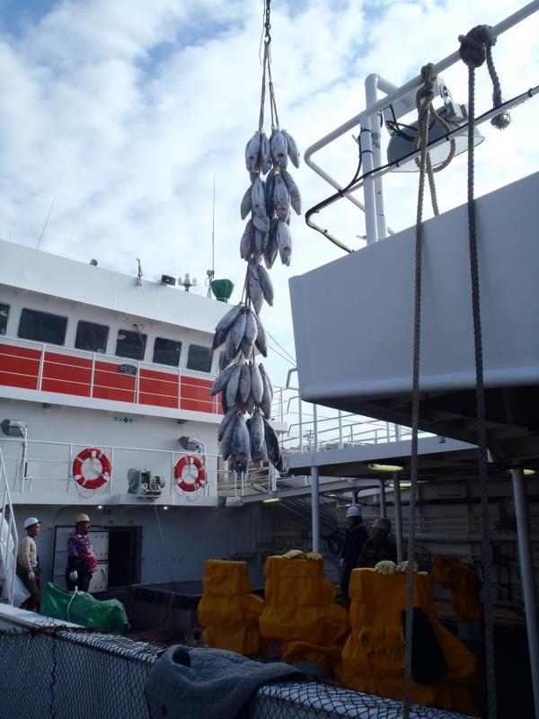 漁船で冷凍マグロがクレーンで吊られている写真