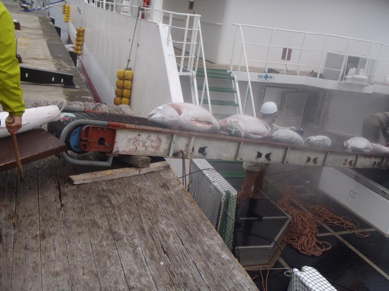 冷凍マグロが漁船からコンベアーで運ばれている写真