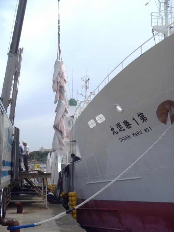 第1勝運丸の船とその横で複数の冷凍マグロが吊るされている写真