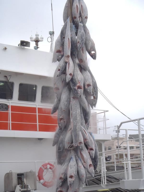 水揚げされたたくさんの冷凍マグロが船で吊るされている写真