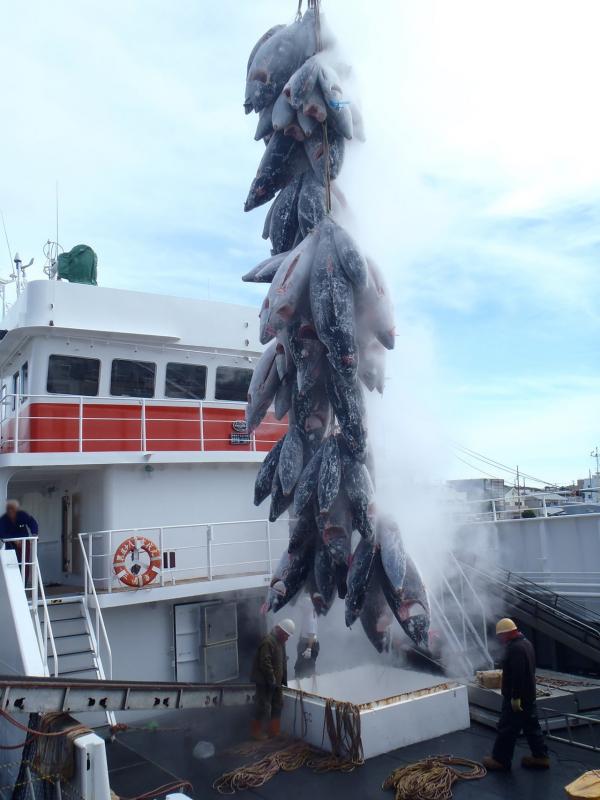 水揚げされたたくさんの冷凍マグロが船で吊るされている写真
