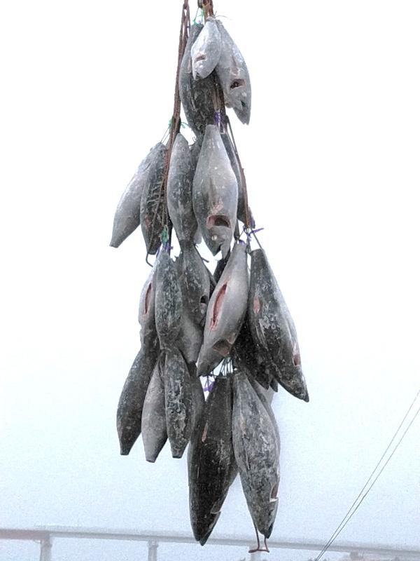 水揚げされたたくさんの冷凍マグロがクレーンで吊るされている写真