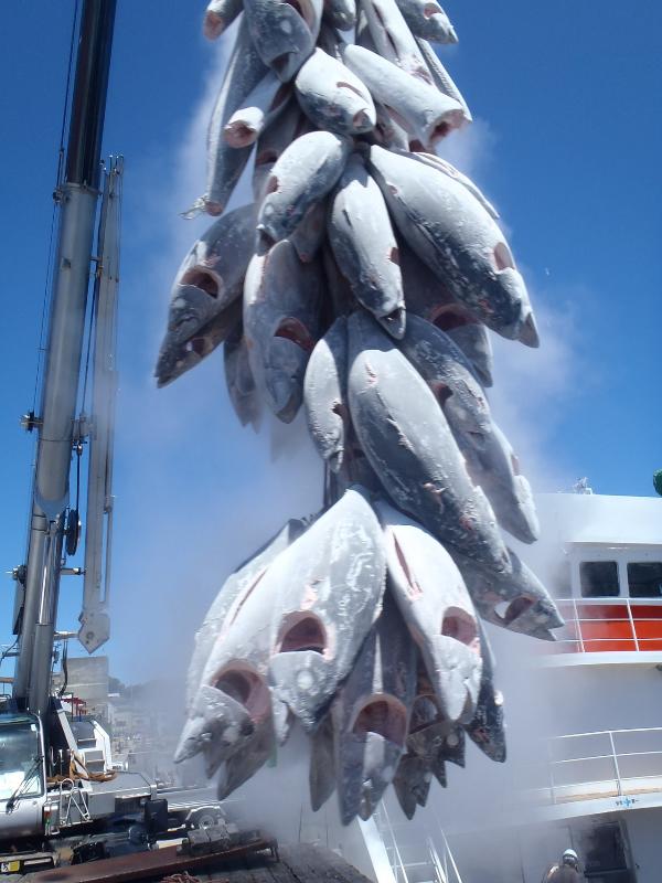 水揚げされたたくさんの冷凍マグロがクレーンで吊るされている写真