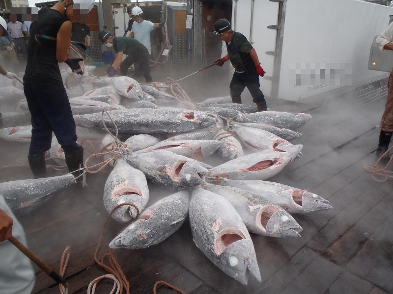 木の足場に冷凍マグロがたくさん置かれている写真